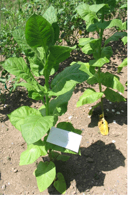 Photo showing Turkish Samsun growing