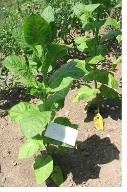  Photo showing Turkish Samsun growing