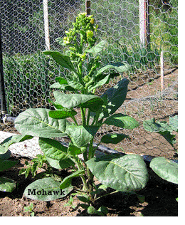  Photo showing Mohawk Rustica growing