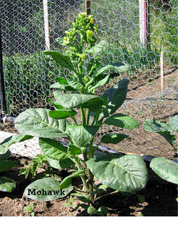 Photo showing Mohawk Rustica growing