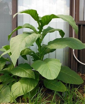  Photo showing Silk Leaf growing