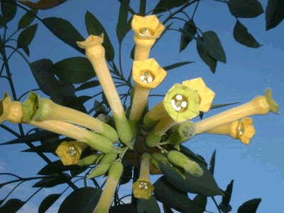 Photo showing Blue Tree Glaucia growing