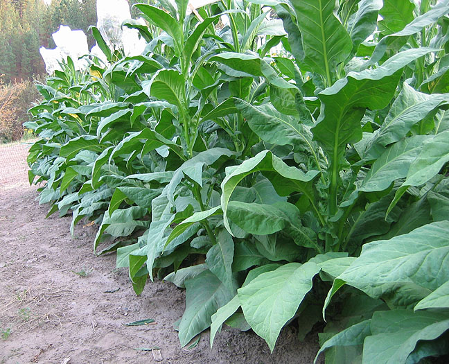  Photo showing Dark Virginian growing