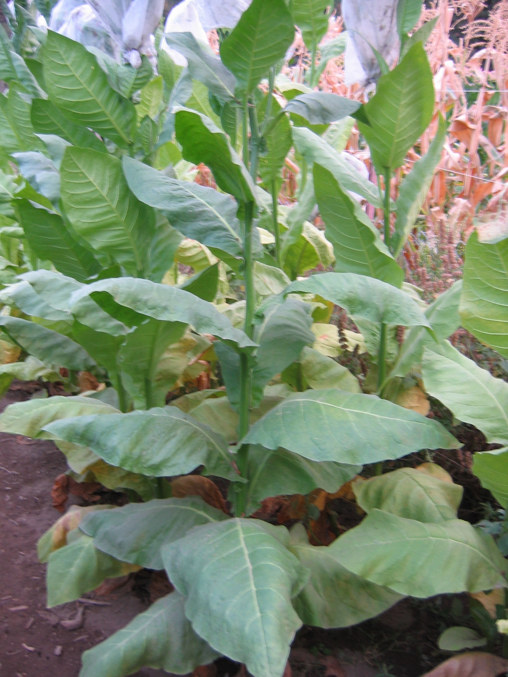  Photo showing Cuban Piloto Cubano growing