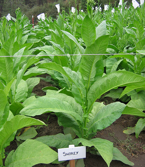 Photo showing Shirey growing
